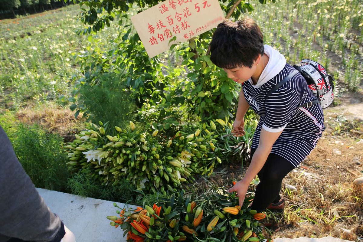 百合花